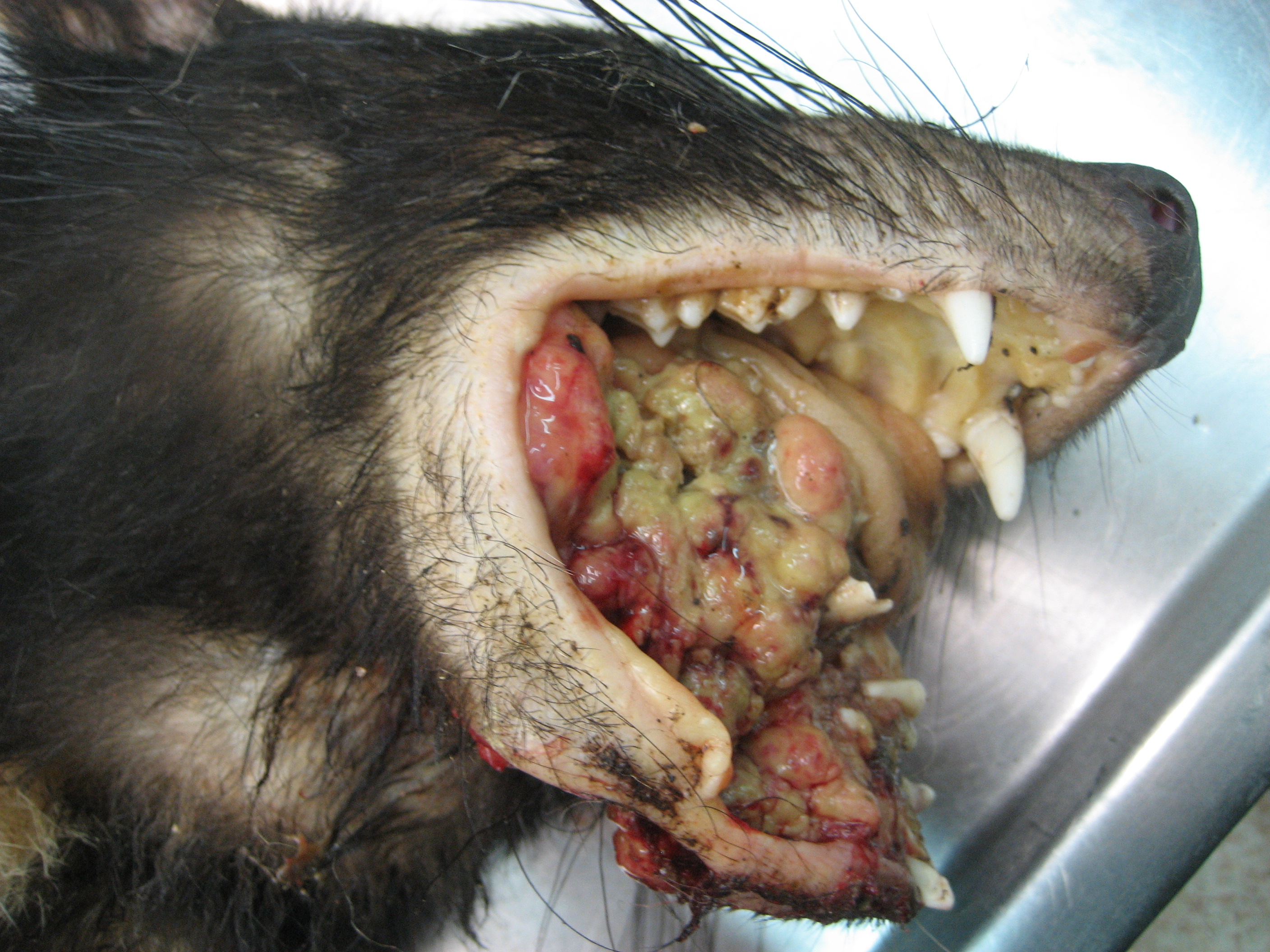 Tasmanian Devil Facial Tumour 49
