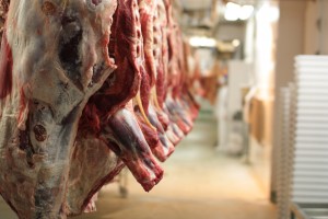 Cattle bodies in a slaughterhouse.