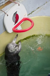 Sea Otter Hoops