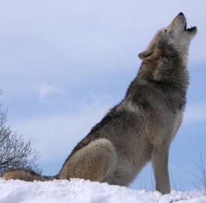 Howlsnow WIKI wolf