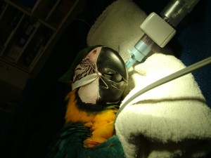 Macaw beak 016
