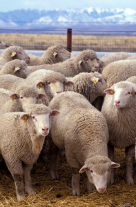 Flock_of_sheep