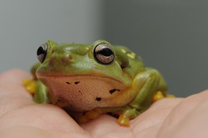 Magnificent frog