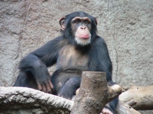 Schimpanse_zoo-leipig