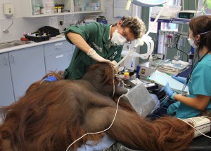 Taronga Vet Frances checks the teeth of Jantan the orangutan