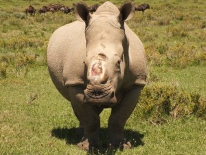 Thandi the rhino.