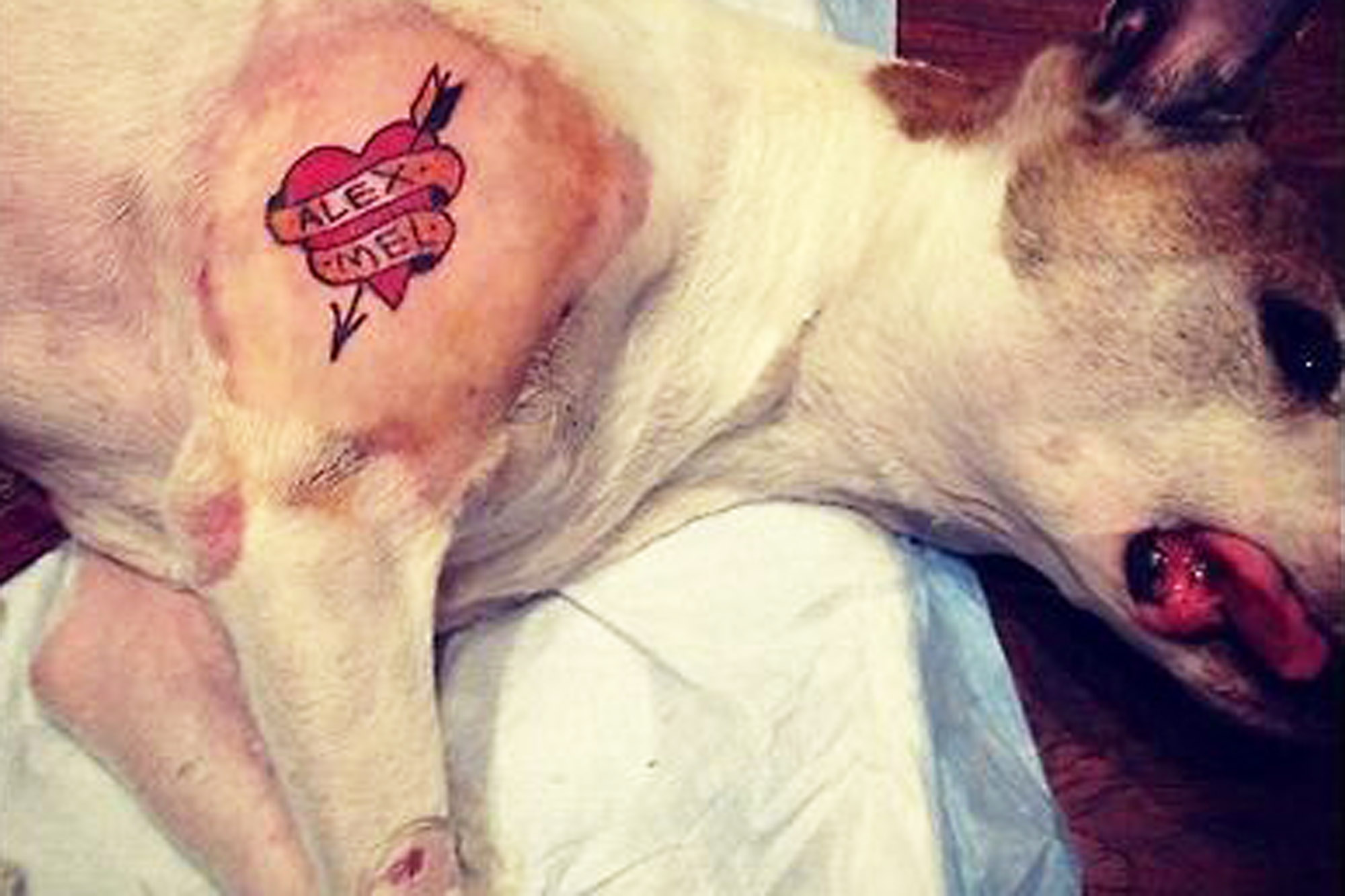 Do you – or should you – tattoo? | The Veterinarian Magazine