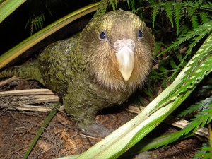 Kakapo Auckland Zoo