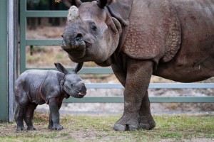 Greater One horned Rhino calf_Photo by Bobby-Jo Clow_1